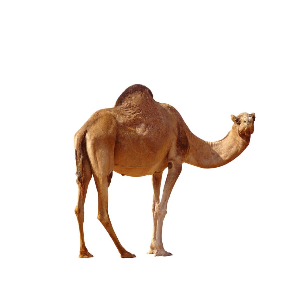 جمل كبير
