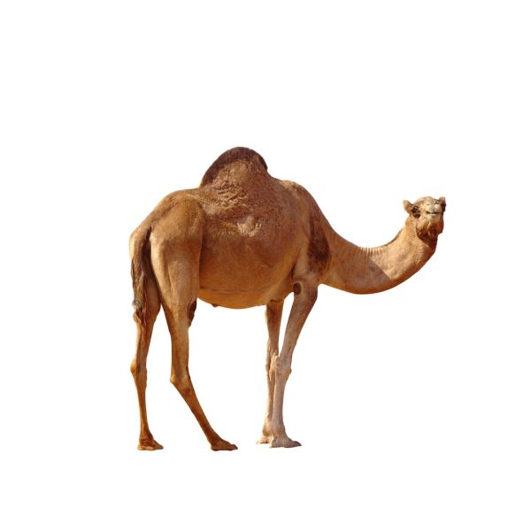 جمل كبير