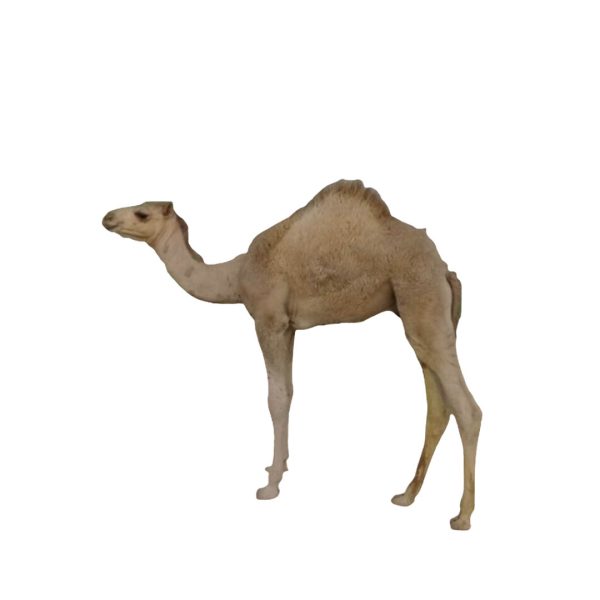 قعود