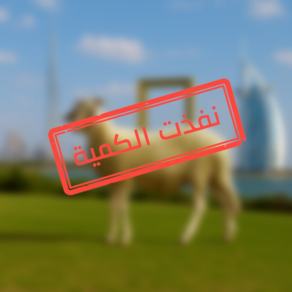 خروف قبرصي | 10-12 KG